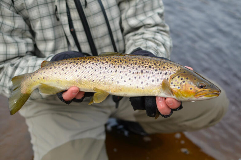 Lekfärgad havsöring fångad av fiskare